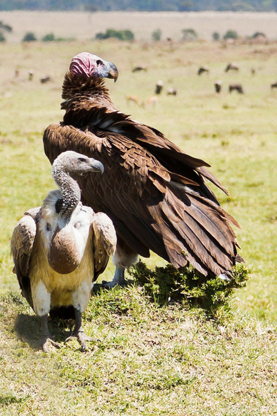 White-backed Vulture and Lappet-Face Vulture