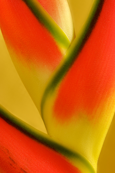 Lobster Claws -Heliconia