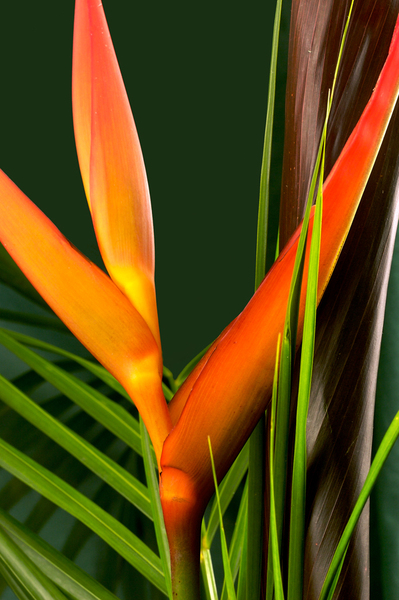 Parrot Flower - Heliconia