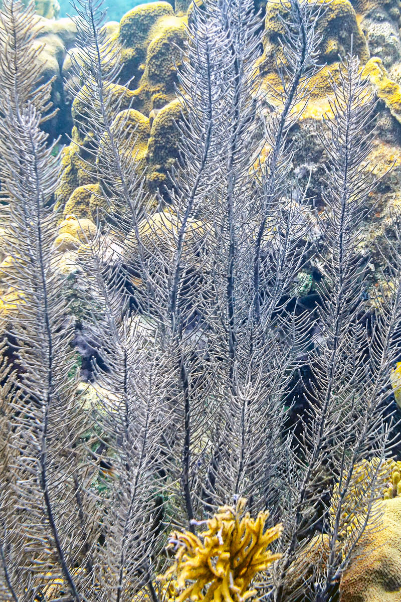 Sea Plume Coral (Antillogorgia bipinnata)