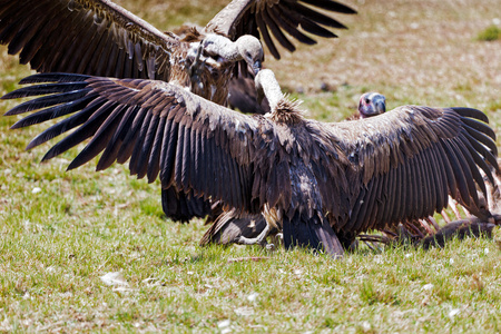 White-Backed Vultures fighting