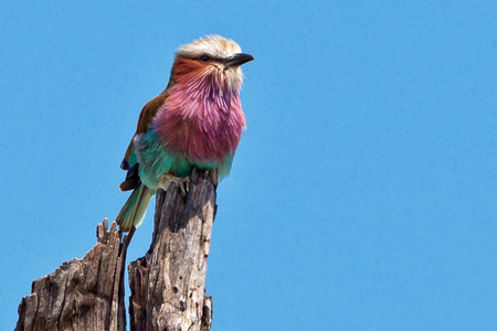 Purple-breasted Roller