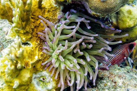 Giant Anemone and Longspine Squirrel Fish
(Condylactis gigantea and Holocentrus rufus)