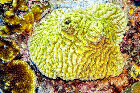 Flower Coral
(Eusmilia sp.)