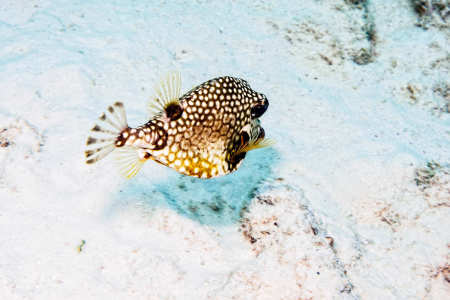 Smooth Trunkfish
(Lactophrys triqueter)