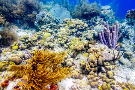Sea Fan Corals, Sea Rod Corals and Stovepipe sponge