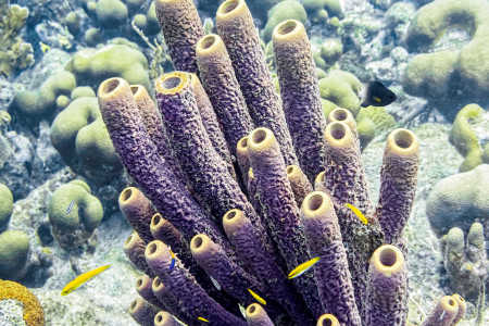 Branching Tube Sponge 
(Pseudoceratina crassa)