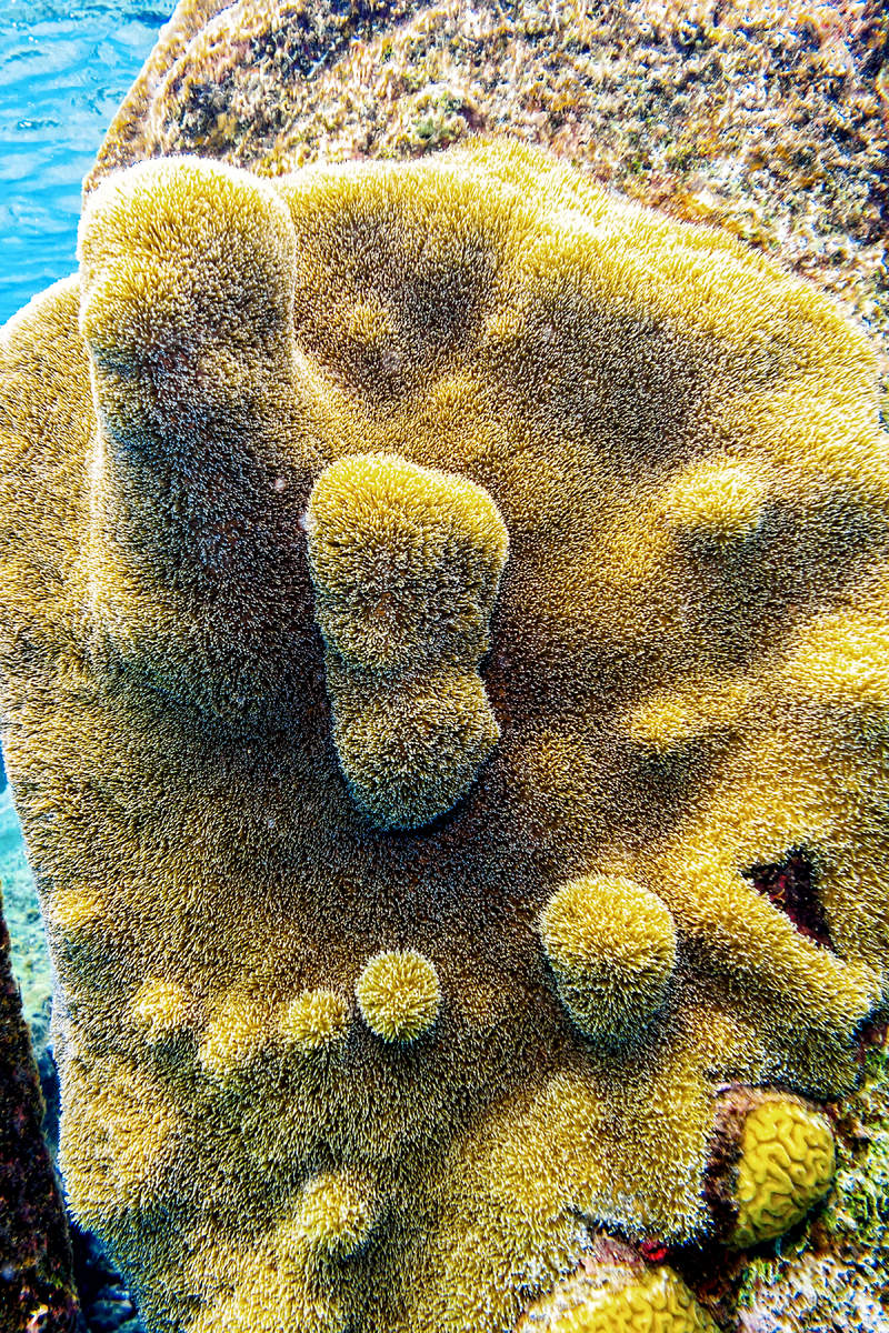 Pillar Coral
(Dendrogyra cylindrus)