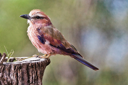 Young Purple-breasted Roller