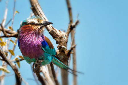 Purple-breasted Roller