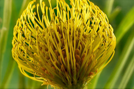 Pincushion - Protea