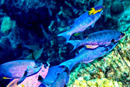 Creole Wrasse
(Clepticus parrae)