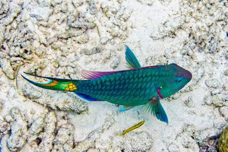 Stoplight Parrotfish terminal phase
(Sparisoma viride)