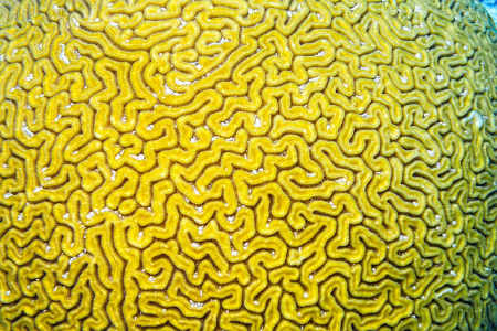 Brain Coral
(Diploria strigosa)