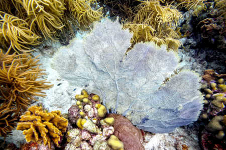 Sea Fan Coral
(Gorgonia ventalina)
