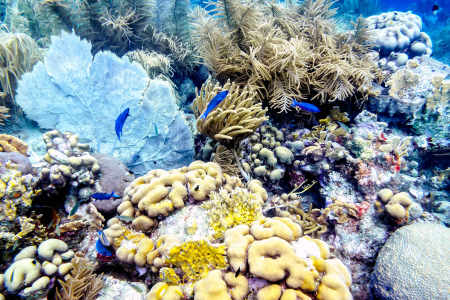 Sea Fan Coral and Sea Rod Coral and Blue Chromis fish