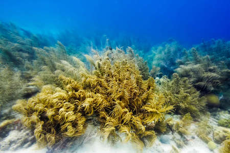 Sea Rod Coral
(Pterogorgia citrina)
