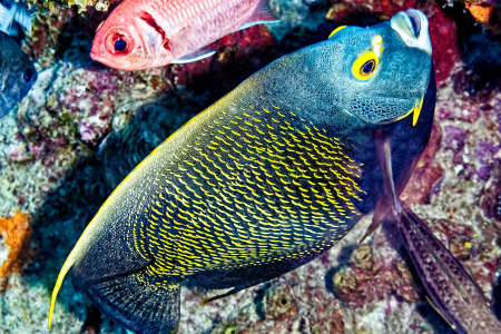 French Angelfish Adult
(Pomacanthus paru)