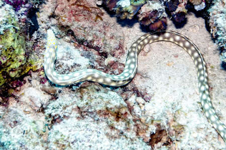 Sharptail Eel
(Myrichthys breviceps)