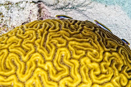Grooved Brain Coral
(Diploria labyrinthiformis)
