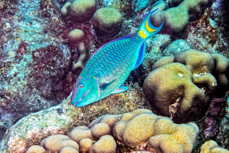 Stoplight Parrotfish terminal phase
(Sparisoma viride)