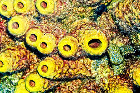 Yellow Tube Sponge
(Aplysina fistularis)